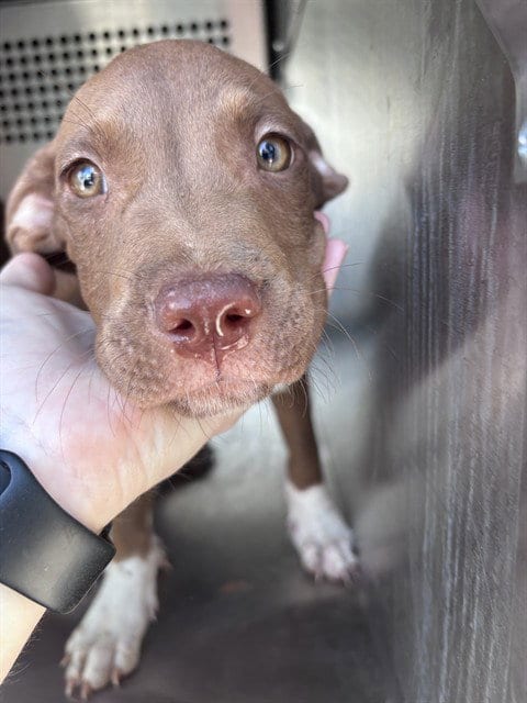 Photo of A481054, adoptable Pit Bull Terrier in Oklahoma City, Oklahoma