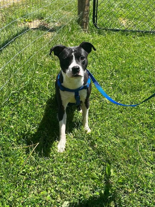 Photo of Jimmy, adoptable Boston Terrier in Osgood, Indiana