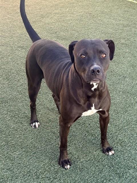 Photo of Raven, adoptable Pit Bull Terrier in Salinas, California