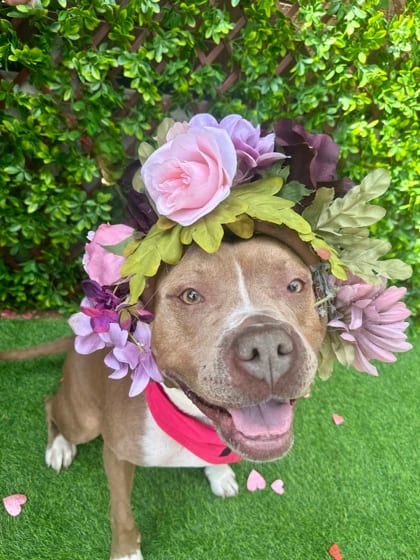 Photo of Success - IN FOSTER, adoptable dog in Chamblee, Georgia