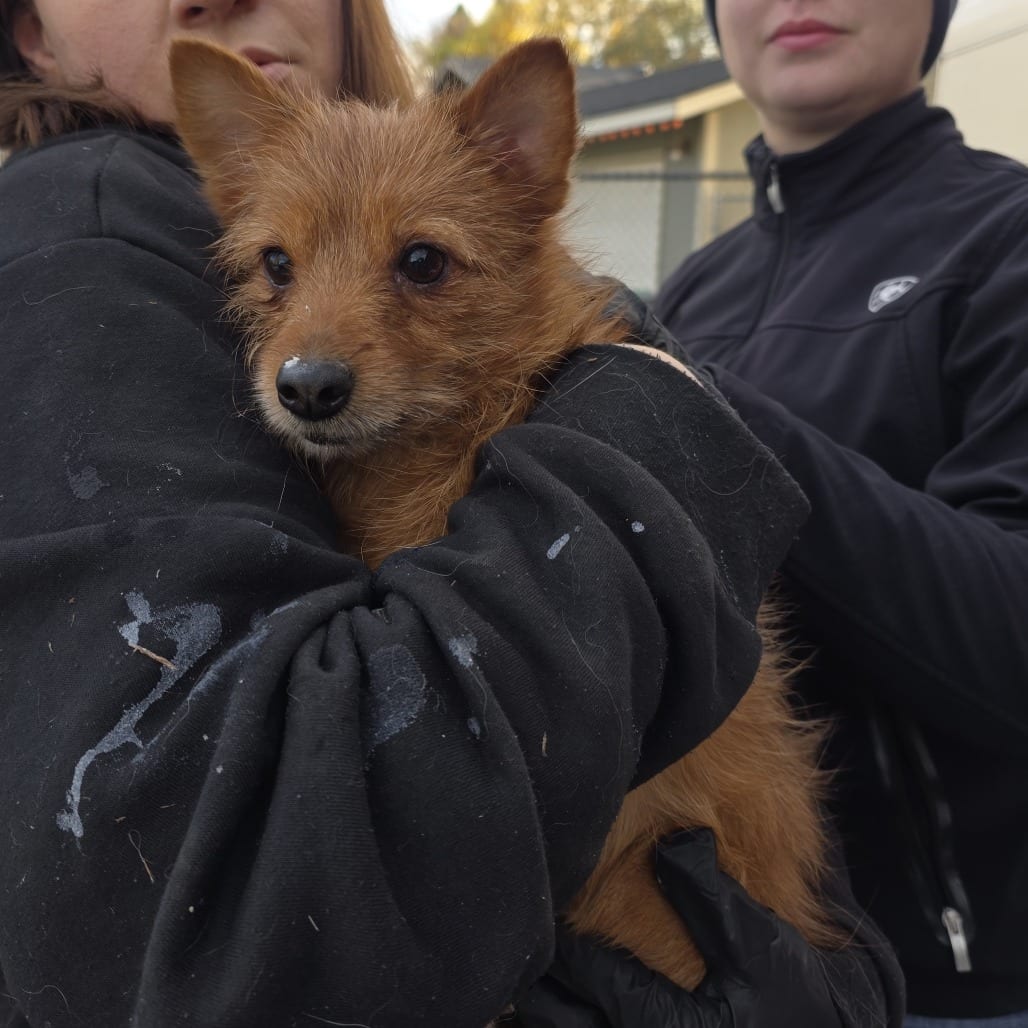 Photo of Champ, adoptable Mixed Breed (Small) in Bend, Oregon