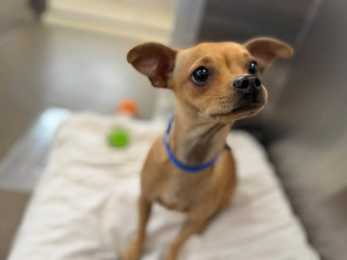 Photo of Canela, adoptable Chihuahua in Denver, Colorado