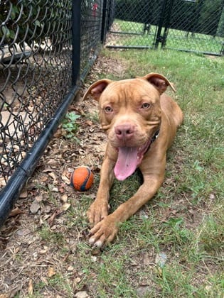 Photo of Hansel, adoptable dog in Chamblee, Georgia