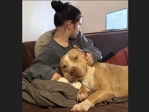 Photo of Moana, adoptable American Pit Bull Terrier in Chapel Hill, North Carolina