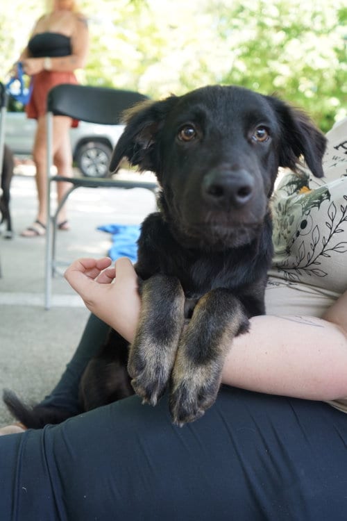 Photo of Dorian, adoptable Border Collie in Holly Springs, North Carolina