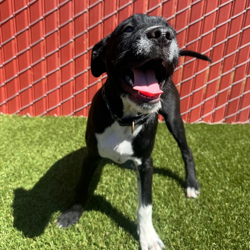 Photo of Stefan, adoptable Boxer / Mix in Buellton, California