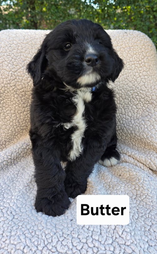 Photo of Butter, adoptable Australian Shepherd in Hillside, Illinois