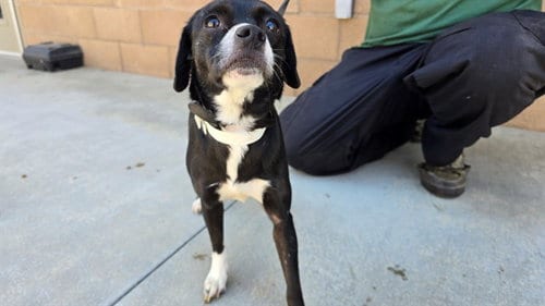 Photo of Oreo, adoptable Chihuahua in Riverside, California
