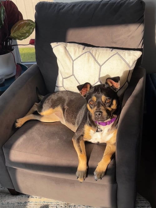 Photo of Clover, adoptable American Staffordshire Terrier in Holly Springs, North Carolina