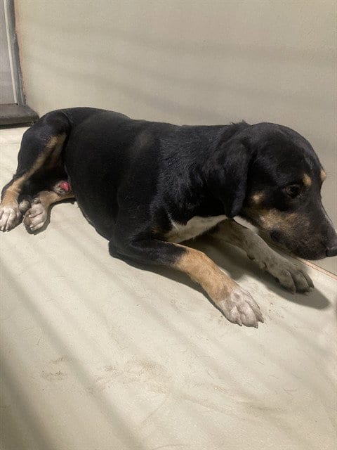 Photo of Abel, adoptable Pit Bull Terrier in Bakersfield, California