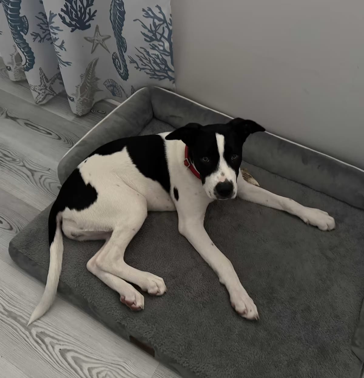 Photo of Mickey, adoptable Hound (Unknown Type) in Scotch Plains, New Jersey