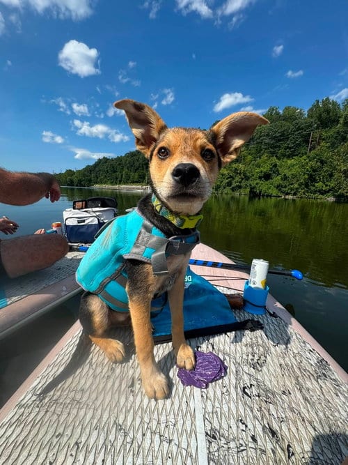 Photo of Winston, adoptable Unknown breed (short coat) in Uwchlan, Pennsylvania