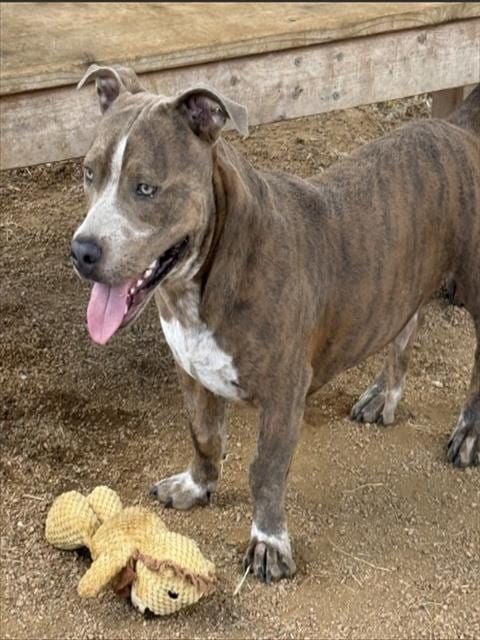 Photo of Chowder, adoptable Pit Bull Terrier in Killeen, Texas