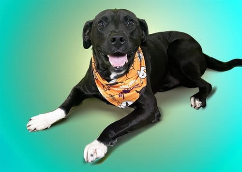 Photo of Mike, adoptable Labrador Retriever in Ft Lauderdale, Florida