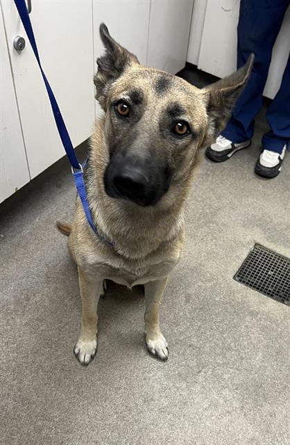 Photo of Tawny, adoptable German Shepherd Dog in HESPERIA, California