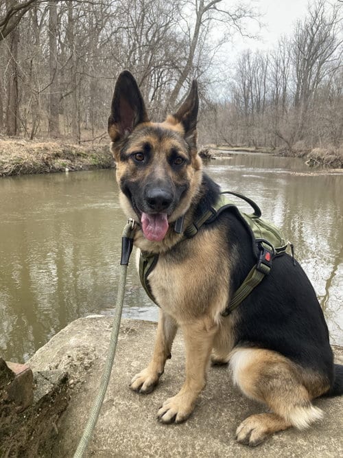 Photo of Aiko, adoptable German Shepherd Dog in Baltimore, Maryland