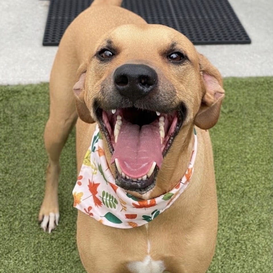 Photo of Buddy, adoptable Coonhound, Redbone / Mix in Jacksonville, North Carolina