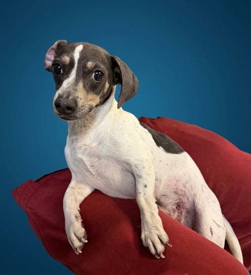 Photo of Elmer, adoptable Rat Terrier in Miami, Florida