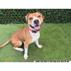 Photo of Brucie, adoptable Mixed Breed (Medium) in West Palm Beach, Florida