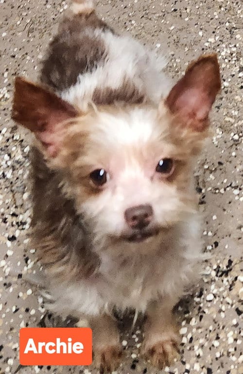 Photo of Archie, adoptable Biewer in Smithfield, Pennsylvania