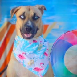 Photo of Azul JuM, adoptable Shepherd (Unknown Type) Husky in Hartford, Connecticut