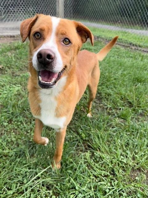 Photo of Regis, adoptable Labrador Retriever in Conroe, Texas