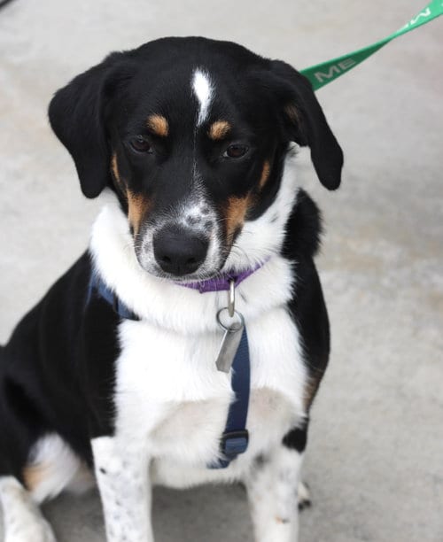 Photo of Haven- too cute to handle, adoptable Border Collie in Oakhurst, New Jersey