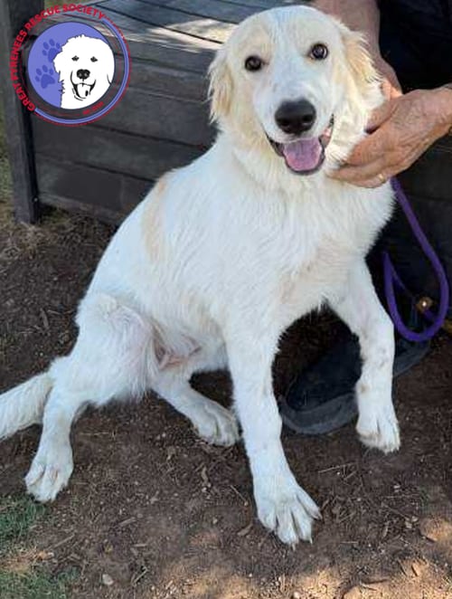 Photo of Amelia, adoptable Great Pyrenees in Spring, Texas