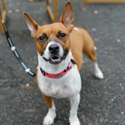 Photo of Cassie, adoptable Golden Retriever in New York, New York
