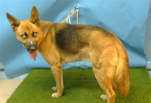 Photo of Rocco, adoptable German Shepherd Dog in Gardena, California