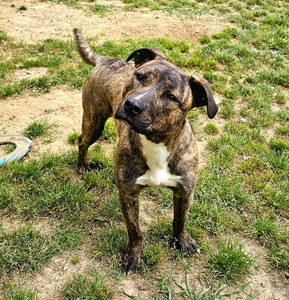 Photo of Drew, adoptable Mixed Breed (Medium) in Searcy, Arkansas