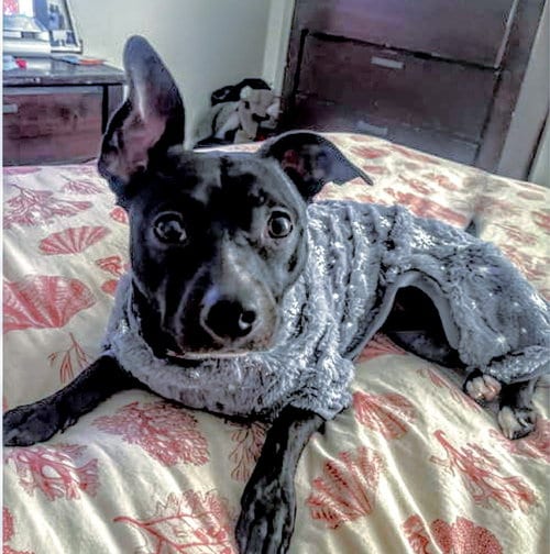 Photo of Tuesday, adoptable Chihuahua in Livonia, Michigan
