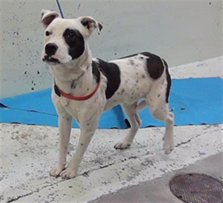 Photo of Charlie Bucket, adoptable Staffordshire Bull Terrier in Houston, Texas