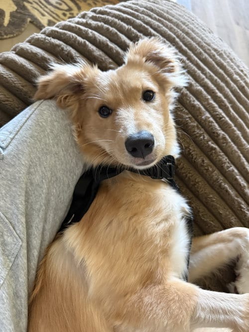 Photo of Lilly, adoptable Golden Retriever in Dallas, Texas