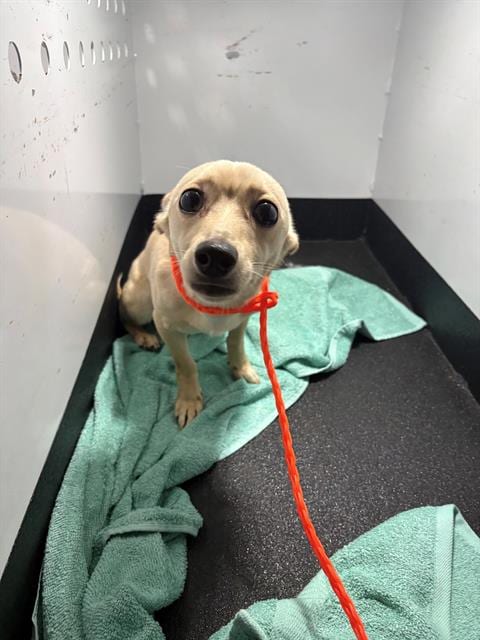 Photo of Bumble, adoptable Chihuahua in Orange, California
