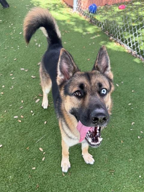 Photo of Zeus, adoptable German Shepherd Dog in Fort Myers, Florida