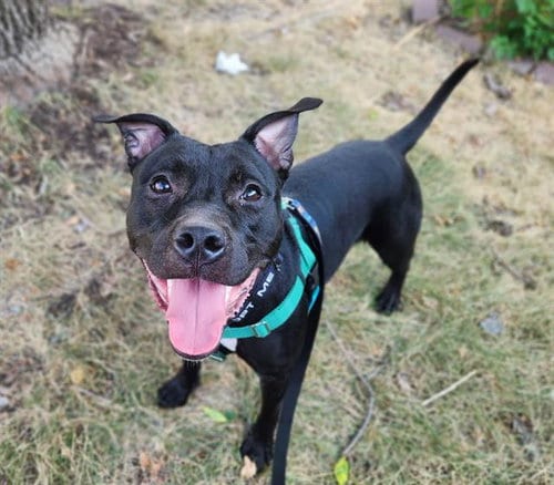 Photo of Dreka, adoptable Pit Bull Terrier in Minneapolis, Minnesota