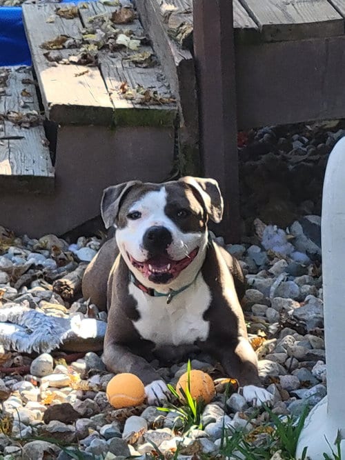 Photo of Penny, adoptable American Pit Bull Terrier in Livonia, Michigan