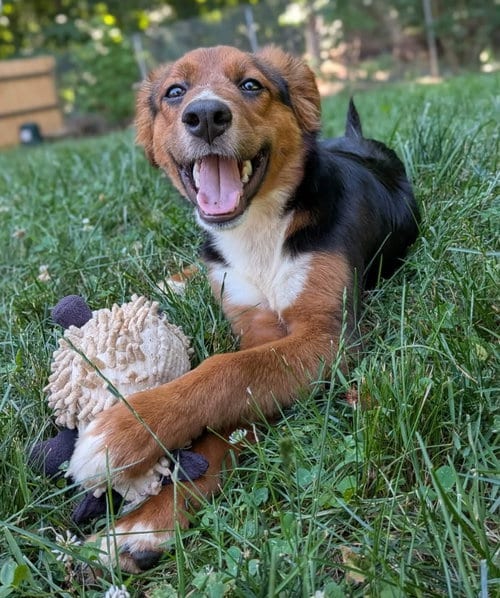 Photo of Brandy, adoptable Collie in Fairfax, Virginia