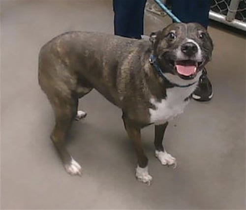Photo of Lilo, adoptable American Pit Bull Terrier in Phoenix, Arizona