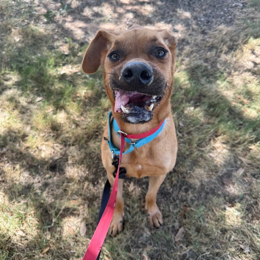 Photo of Maya, adoptable Retriever, Labrador / Mix in San Antonio, Texas