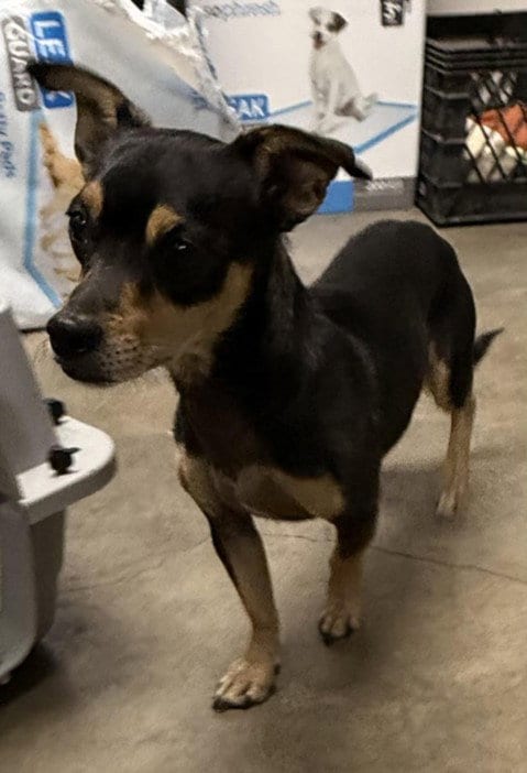Photo of Scrappy, adoptable Dachshund in Chatsworth, California