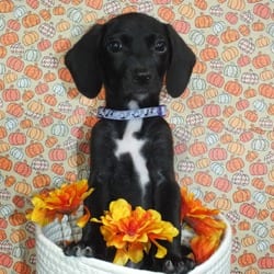 Photo of Ava, adoptable Labrador Retriever Hound (Unknown Type) in Frederick, Maryland