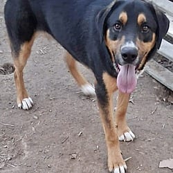 Photo of Buster 1, adoptable Rottweiler in East Hartford, Connecticut