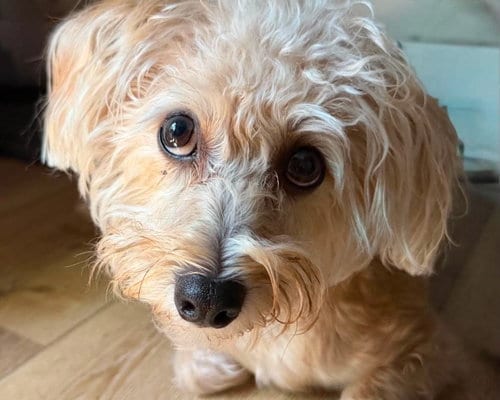 Photo of Nachos Bel Grande, adoptable Terrier in Mission Viejo, California
