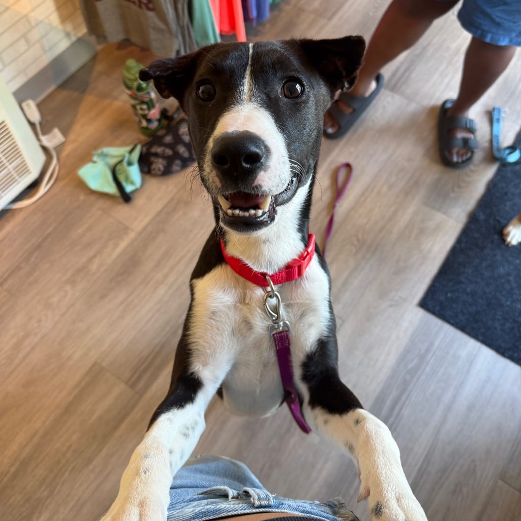 Photo of Whiskey, adoptable Mixed Breed (Medium) in Dallas, Texas