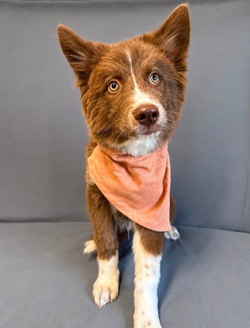 Photo of Jimothy, adoptable Husky in Burnsville, North Carolina