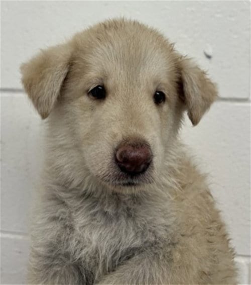 Photo of Callie, adoptable German Shepherd Dog in San Bernardino, California