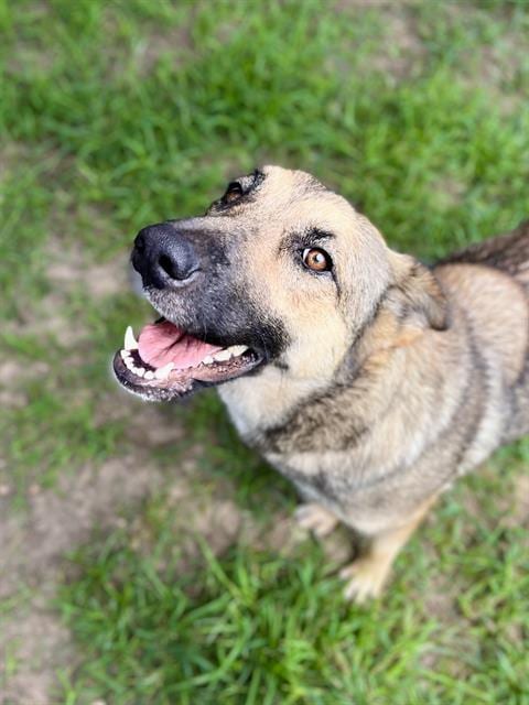 Photo of Lovey, adoptable German Shepherd Dog in Houston, Texas