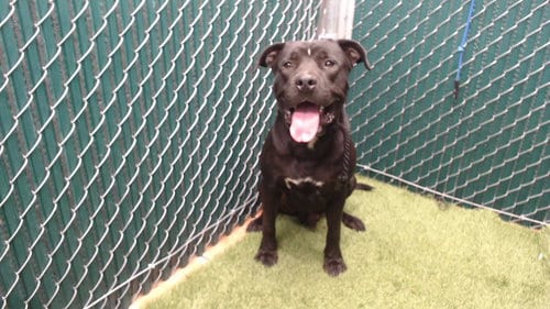 Photo of Blacky, adoptable Pit Bull Terrier in Downey, California